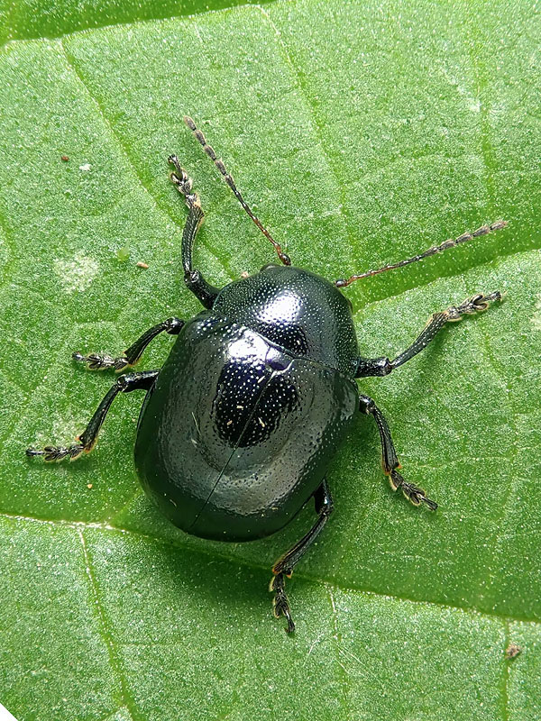 Chrysomelidae: Colasposoma dauricum ? S.